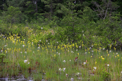 Narthecium americanum- Bog Asphodel