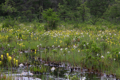 Narthecium americanum- Bog Asphodel