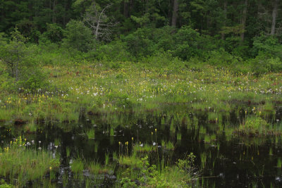 Narthecium americanum- Bog Asphodel