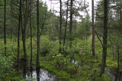 Savannah in the Pines