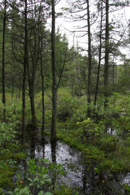 Savannah in the Pines