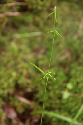 Carex collinsii-  Collins' Sedge