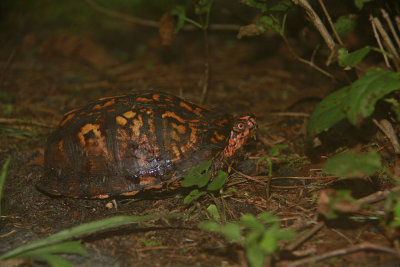 Eastern Box Turtle (male)