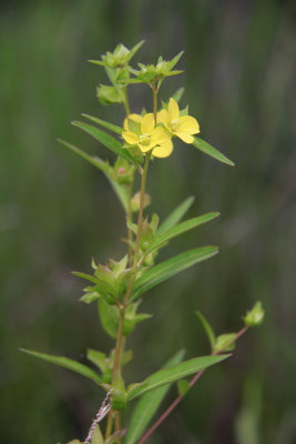 Ludwigia alternifolia- Seedbox