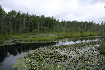 Wading River