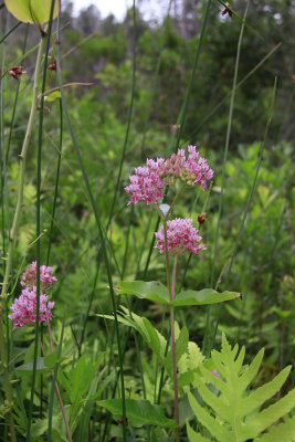 Asclepias rubra- Red Milkweed