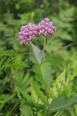 Asclepias rubra- Red Milkweed