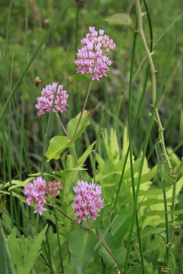 Asclepias rubra- Red Milkweed