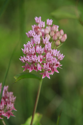 Asclepias rubra- Red Milkweed