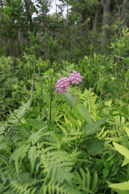 Asclepias rubra- Red Milkweed