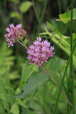 Asclepias rubra- Red Milkweed