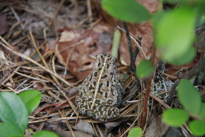 Fowler's Toad