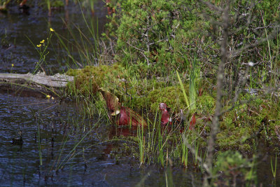 Sarracenia purpurea- Pitcher Plant