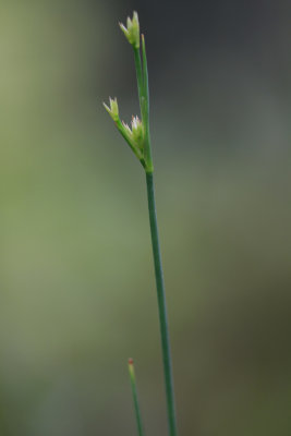 Juncus caesariensis- New Jersey Rush