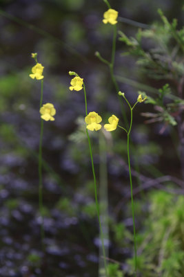 Utricularia striata-Striped Bladderwort