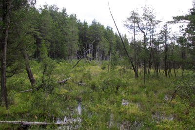 Pine Barrens savannah