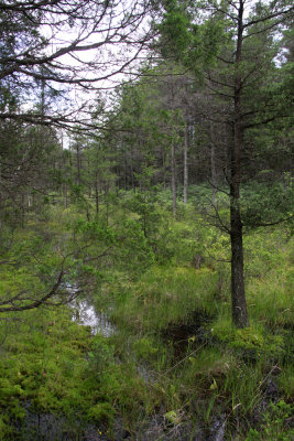 Pine Barrens savannah