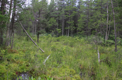 Pine Barrens savannah