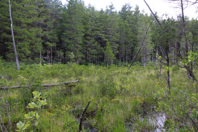 Pine Barrens savannah