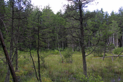 Pine Barrens savannah