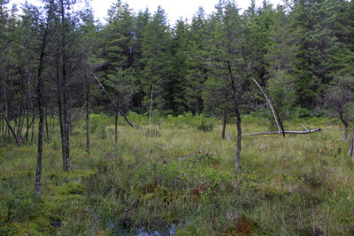 Pine Barrens savannah