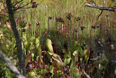 Sarracenia purpurea- Pitcher Plant