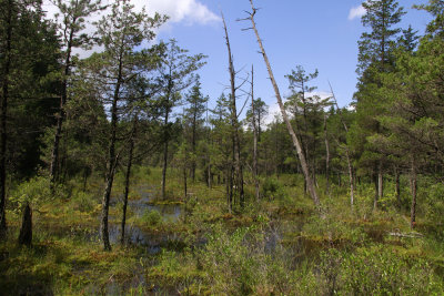 Pine Barrens savannah