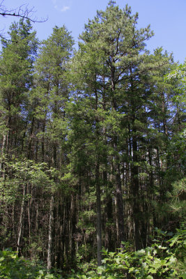 Chamaecyparis thyoides- Atlantic White Cedar