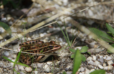 Southern Leopard Frog