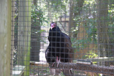 Turkey Vulture