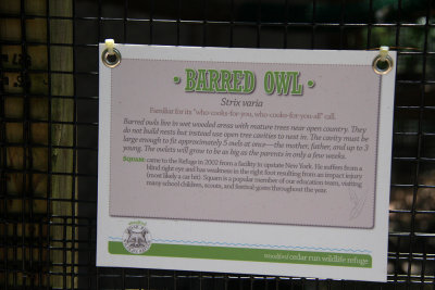 Barred Owl info