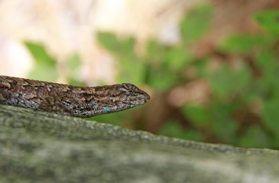 Fence Lizard