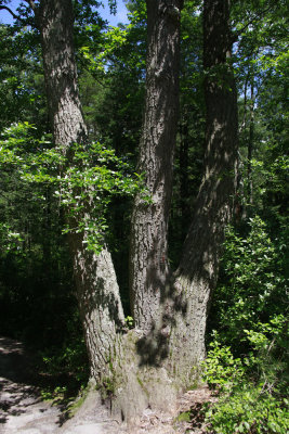 Chestnut Oak
