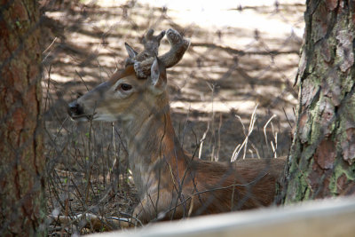 White-tailed Deer