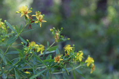 Hypericum densiflorum- Bushy St. John's Wort