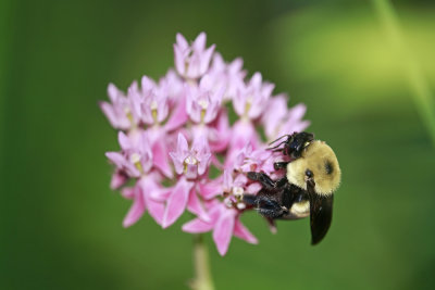 Asclepias rubra- Red Milkweed