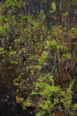 Lycopodiella caroliniana- Slender Club Moss
