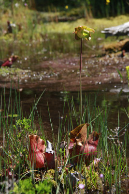 Sarracenia purpurea- Northern Pitcher Plant