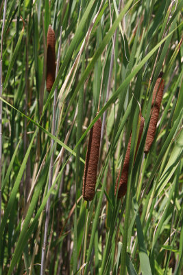 Typha angustifolia- Narrow-leaf Cattail