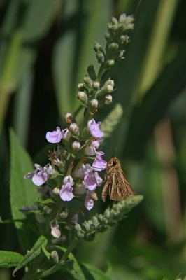 Teucrium canadense- American Germander with Salt Marsh Skipper