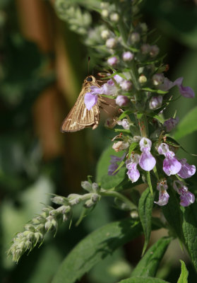 Teucrium canadense- American Germander with Salt Marsh Skipper