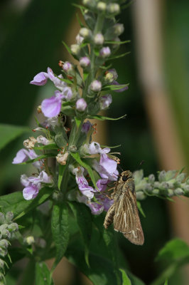 Teucrium canadense- American Germander with Salt Marsh Skipper