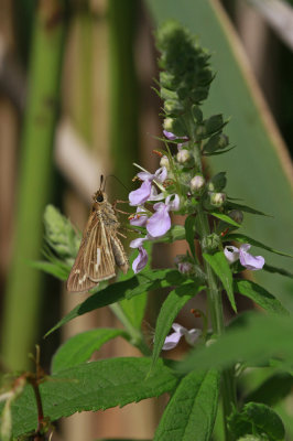 Teucrium canadense- American Germander with Salt Marsh Skipper