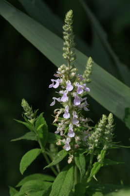 Teucrium canadense- American Germander