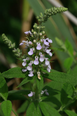 Teucrium canadense- American Germander