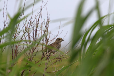 Seaside Sparrow