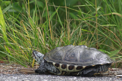 Diamondback Terrapin