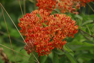 Asclepias tuberosa- Butterfly Weed