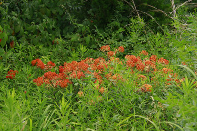 Asclepias tuberosa- Butterfly Weed