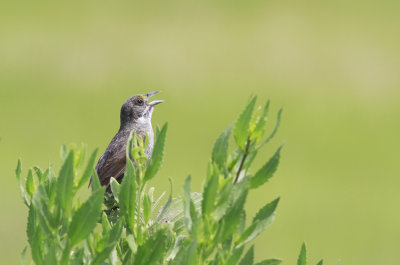 Seaside Sparrow